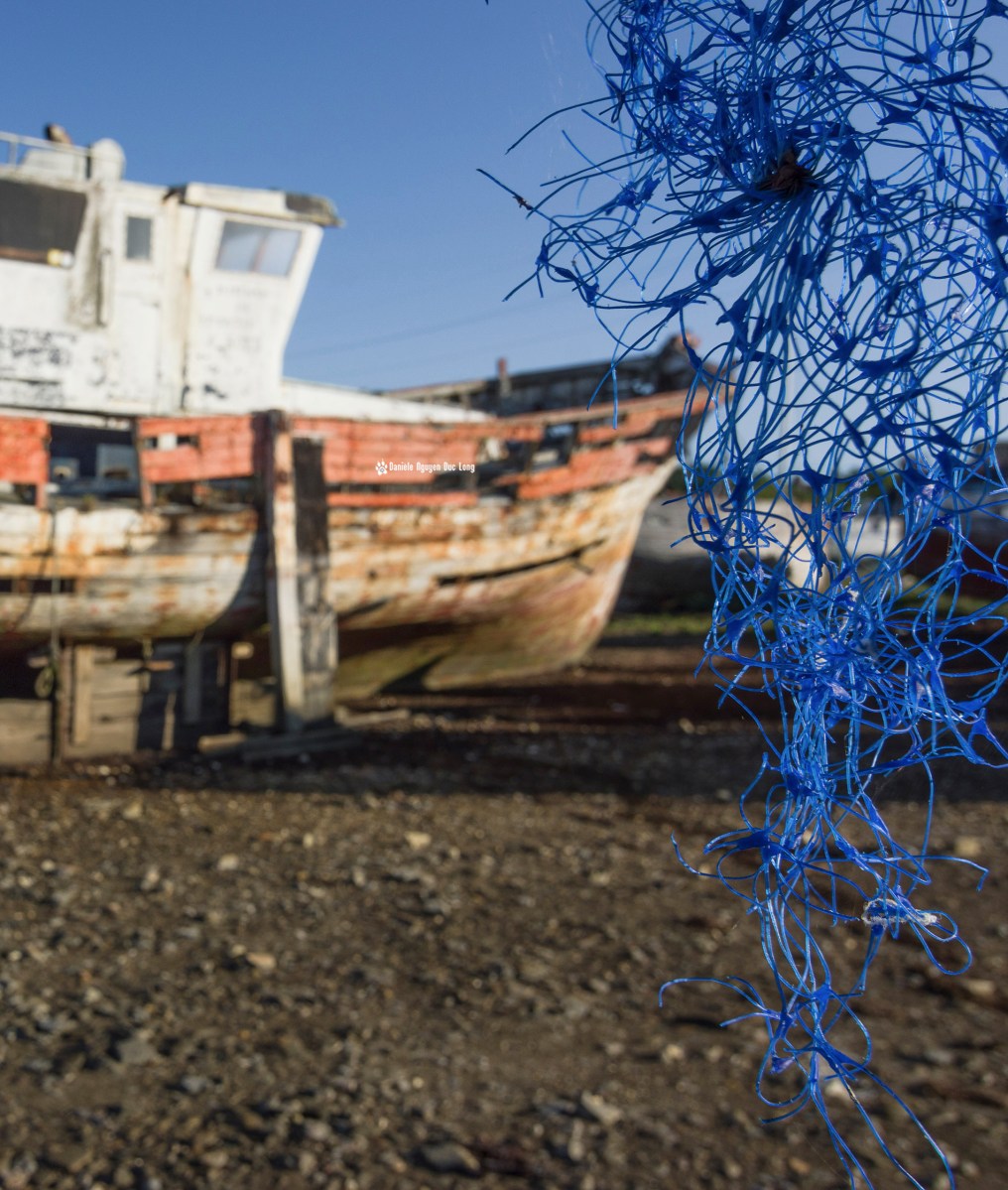 epaves-de-rostellec-pris-au-filet-bleu-2-copie