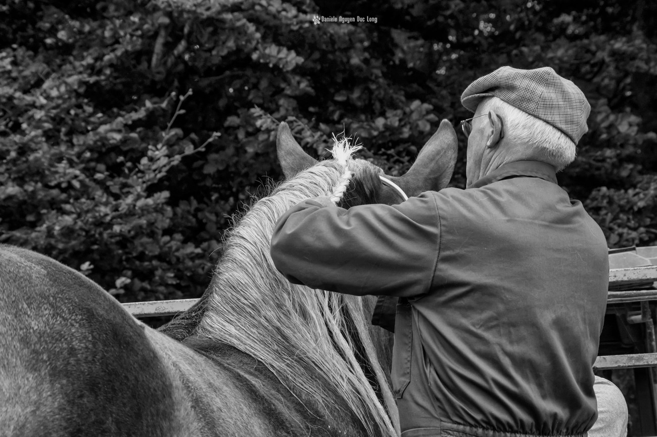 concours-chevaux-bretons-nattage-papy2-copie-copie