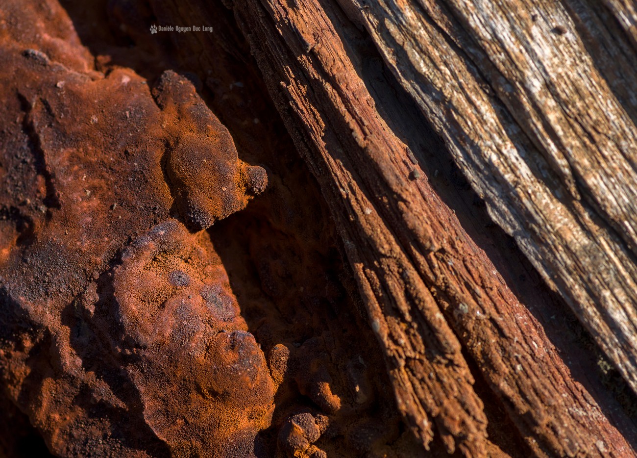 detail-fer_bois-sur-epave-bois-rostellec-copie