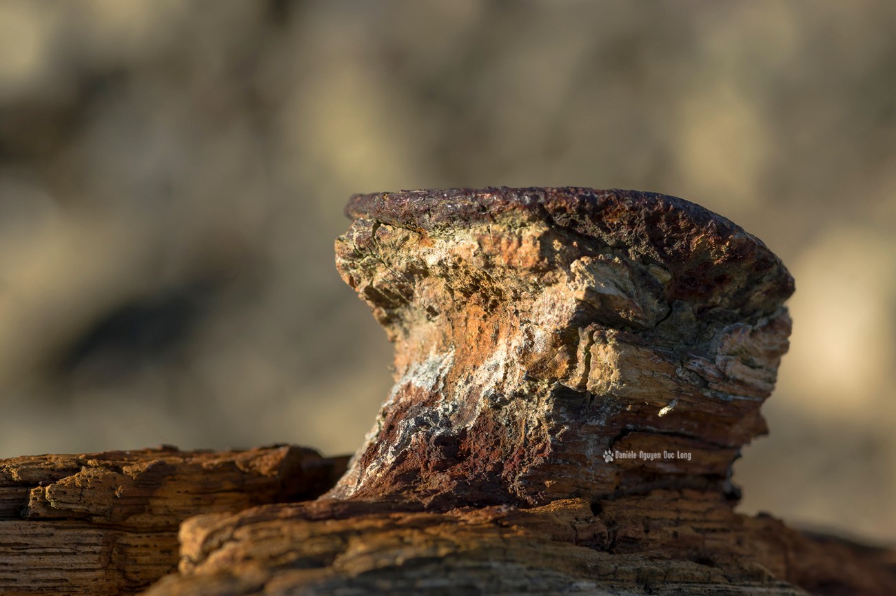 detail-sur-epave-bois-rostellec-copie