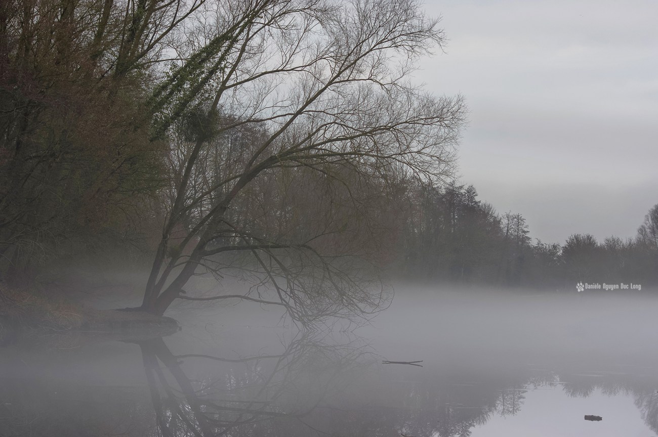 brume-sur-le-lac-03-copie