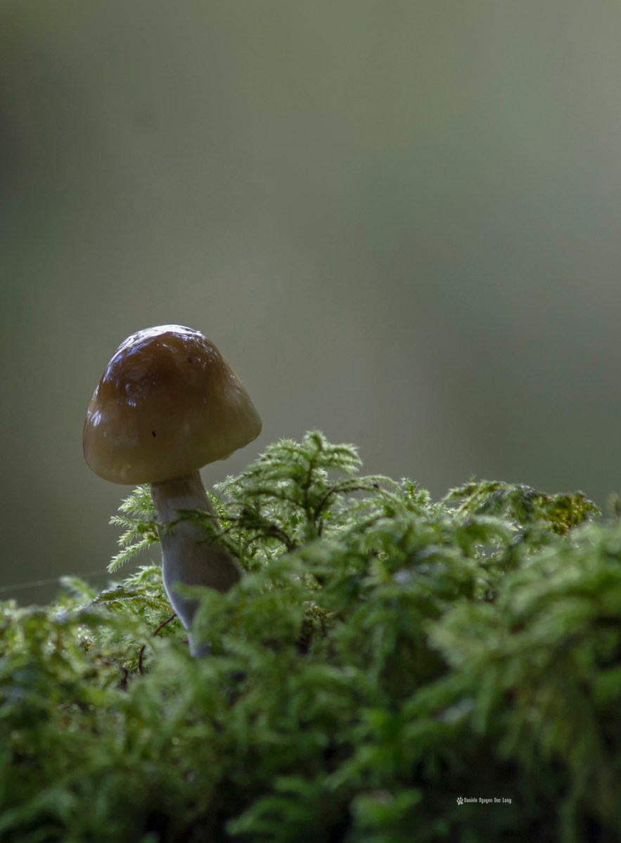 champignon-chapeau-marron-cascade-st-herbot-copie