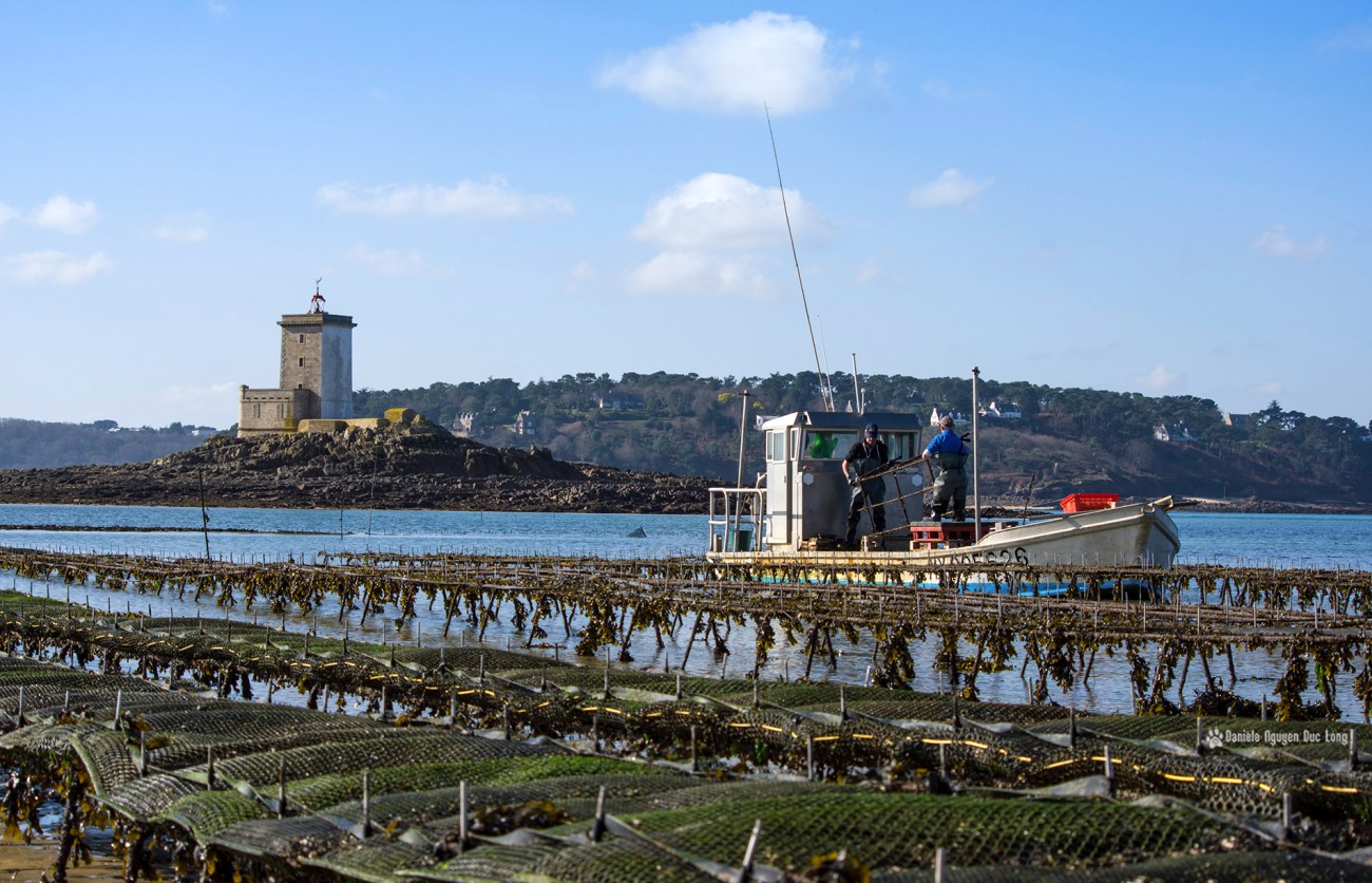 ile-noire-et-austreiculteurs-au-travail-1-copie
