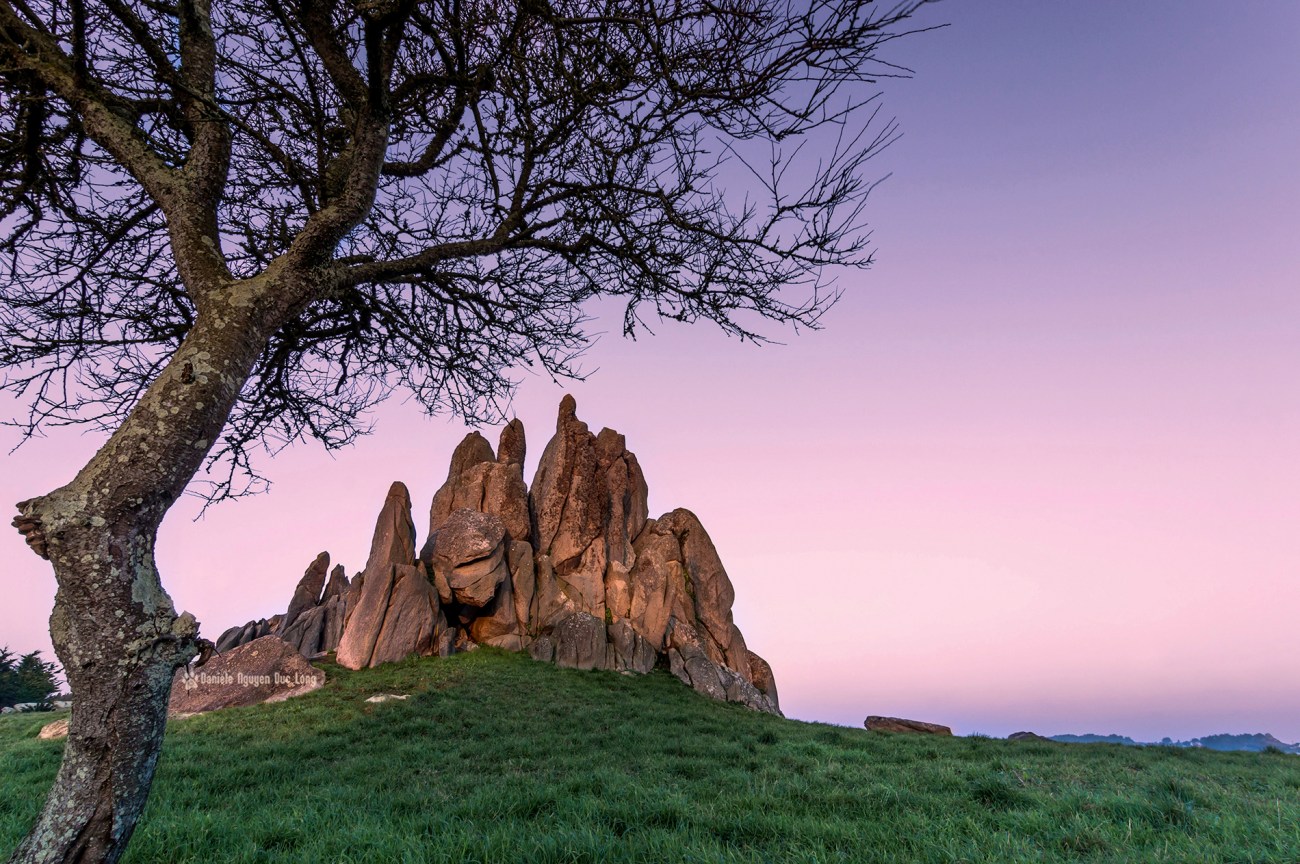 arbre-et-barrachou-copie