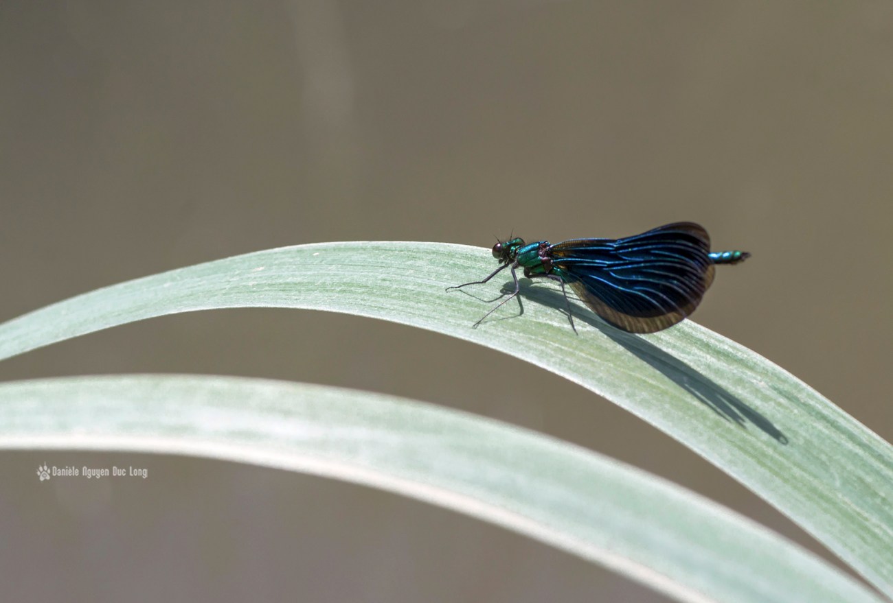 Libellule sur la Mérantaise au moulin d'Ors