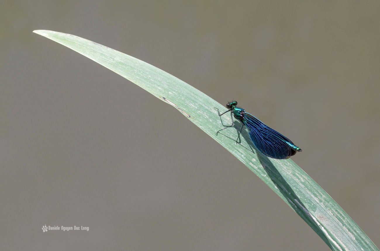 Libellule sur la Mérantaise au moulin d'Ors