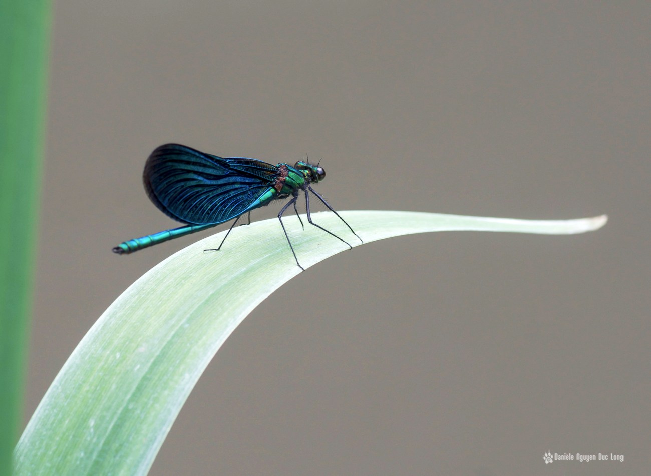Libellule sur la Mérantaise au moulin d'Ors
