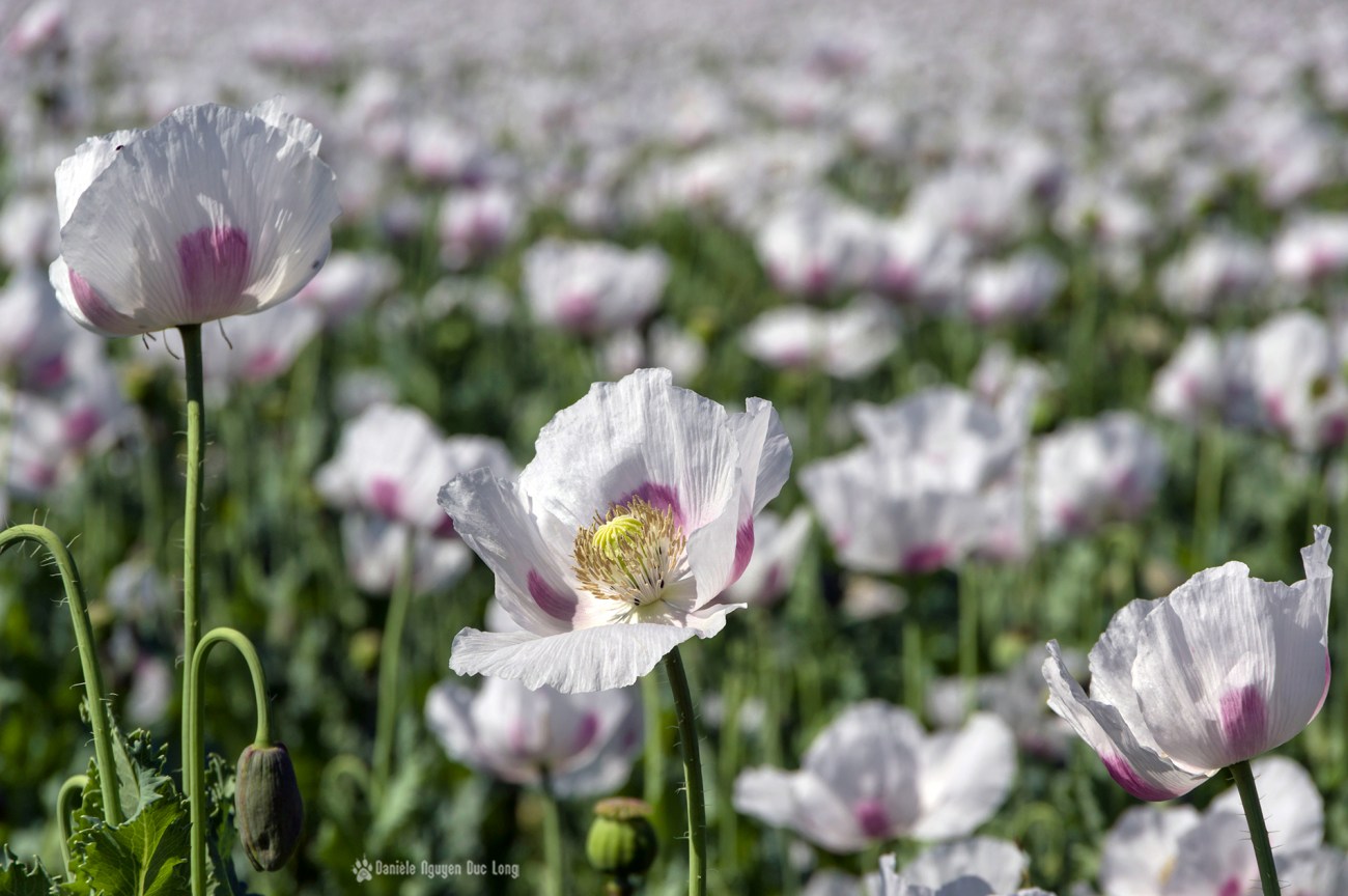 champs de pavots, Papaver somniferum, Papaveraceae, fleurs pavot, champs de pavots, Papaver somniferum, Papaveraceae, fleurs pavot,