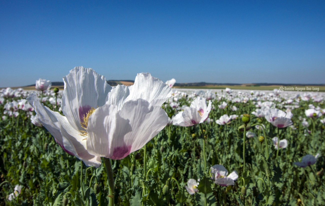 champs de pavots, Papaver somniferum, Papaveraceae, fleurs pavot, champs de pavots, Papaver somniferum, Papaveraceae, fleurs pavot,