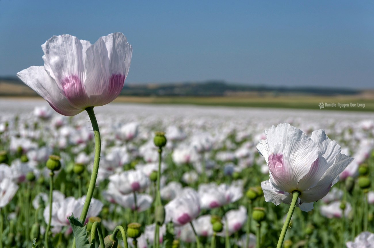 champs de pavots, Papaver somniferum, Papaveraceae, fleurs pavot, champs de pavots, Papaver somniferum, Papaveraceae, fleurs pavot,