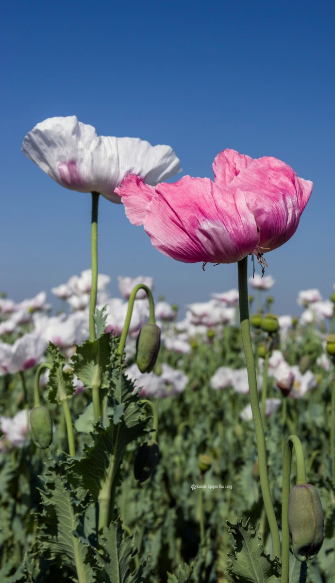 champs de pavots, Papaver somniferum, Papaveraceae, fleurs pavot, 