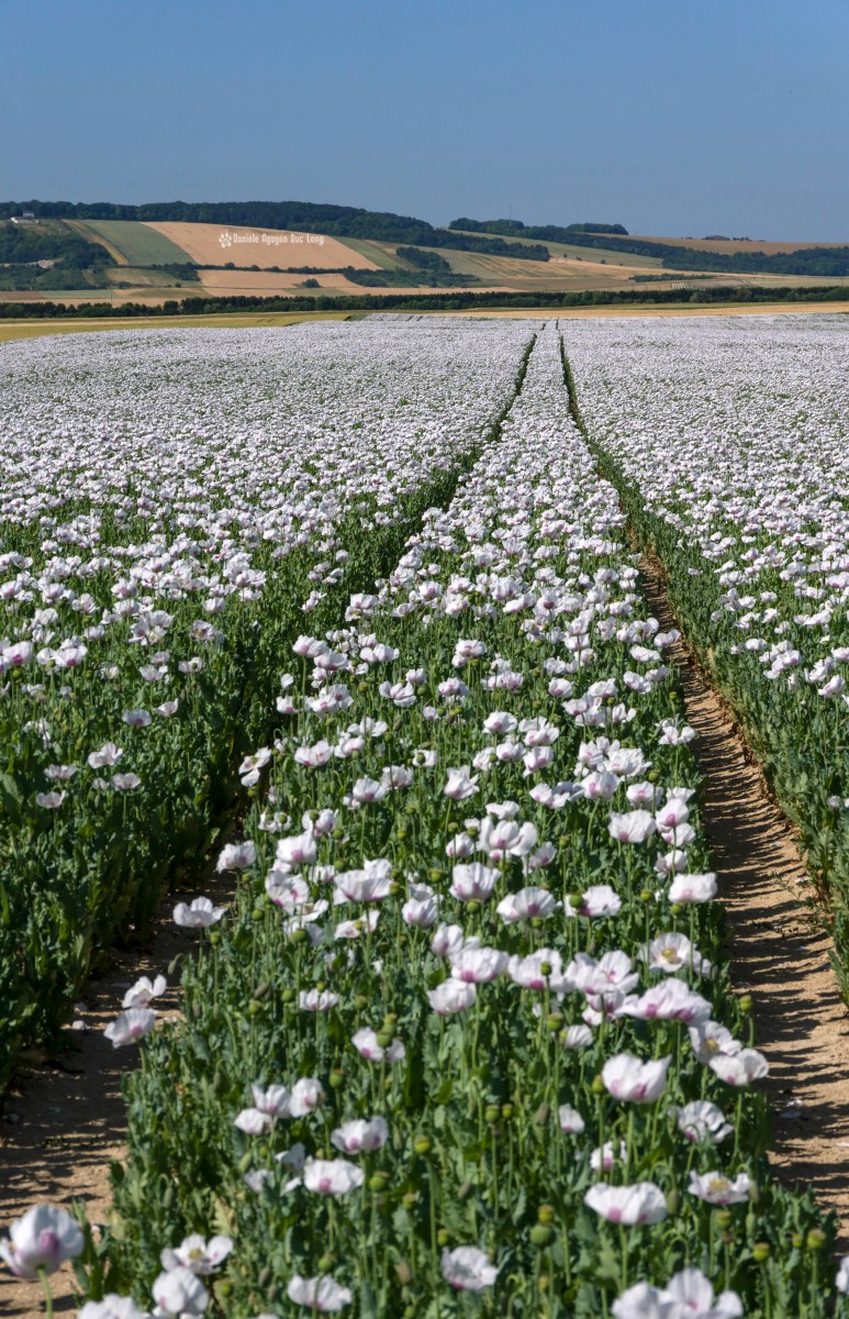 champs de pavots, Papaver somniferum, Papaveraceae, fleurs pavot, 