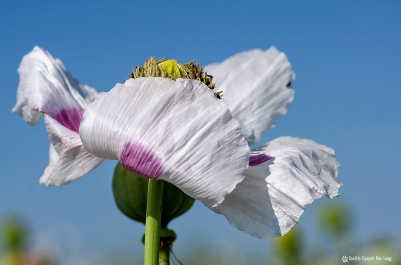 champs de pavots, Papaver somniferum, Papaveraceae, fleurs pavot, champs de pavots, Papaver somniferum, Papaveraceae, fleurs pavot,