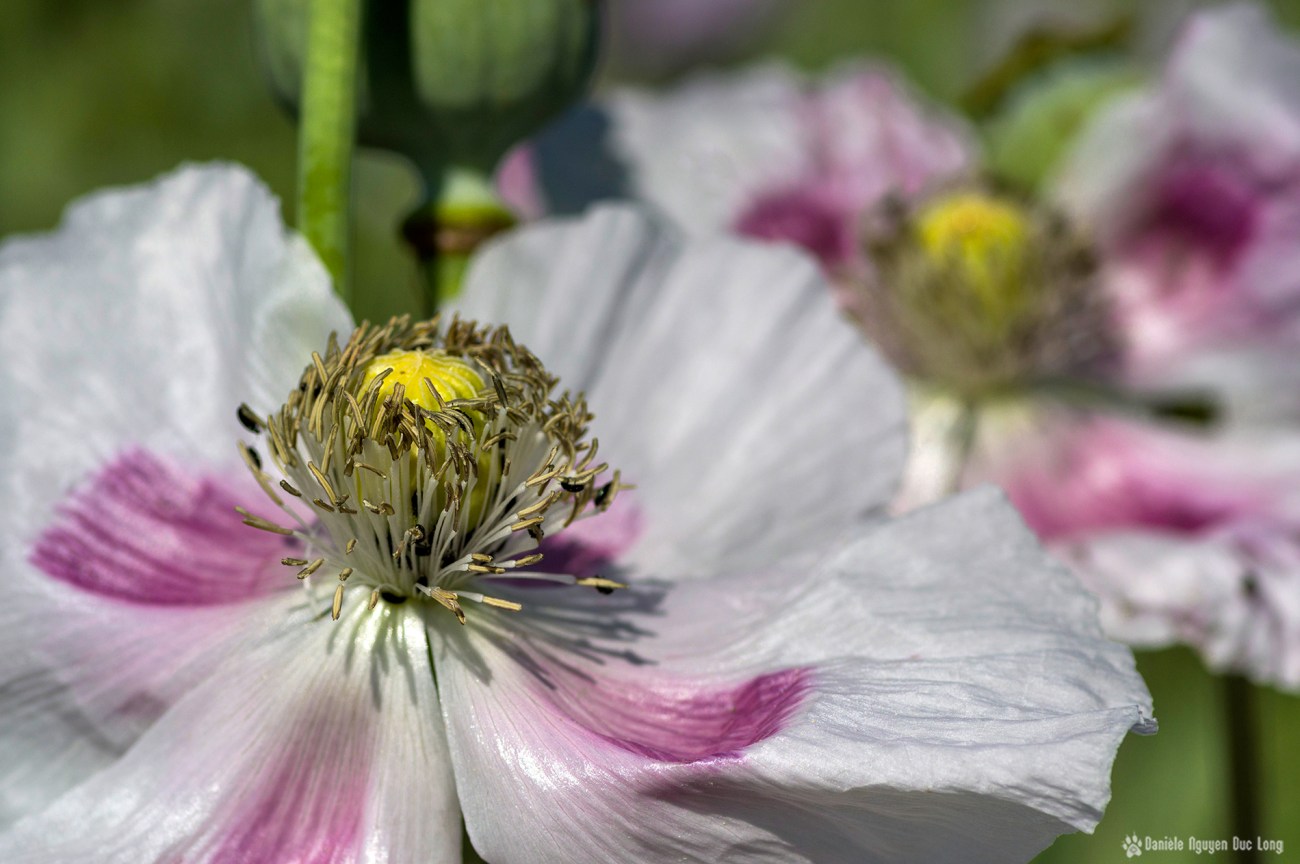 champs de pavots, Papaver somniferum, Papaveraceae, fleurs pavot, champs de pavots, Papaver somniferum, Papaveraceae, fleurs pavot,