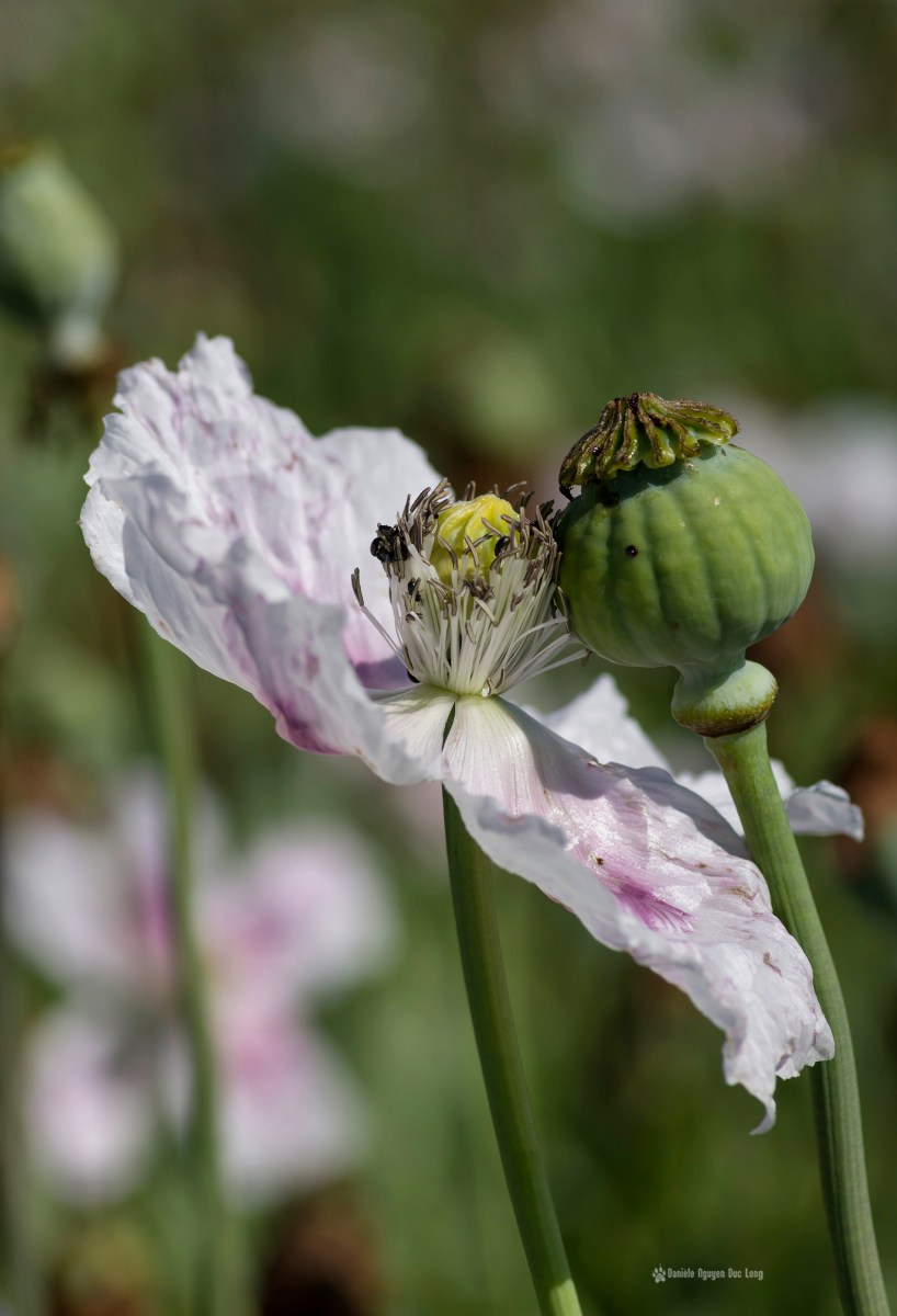 champs de pavots, Papaver somniferum, Papaveraceae, fleurs pavot, 