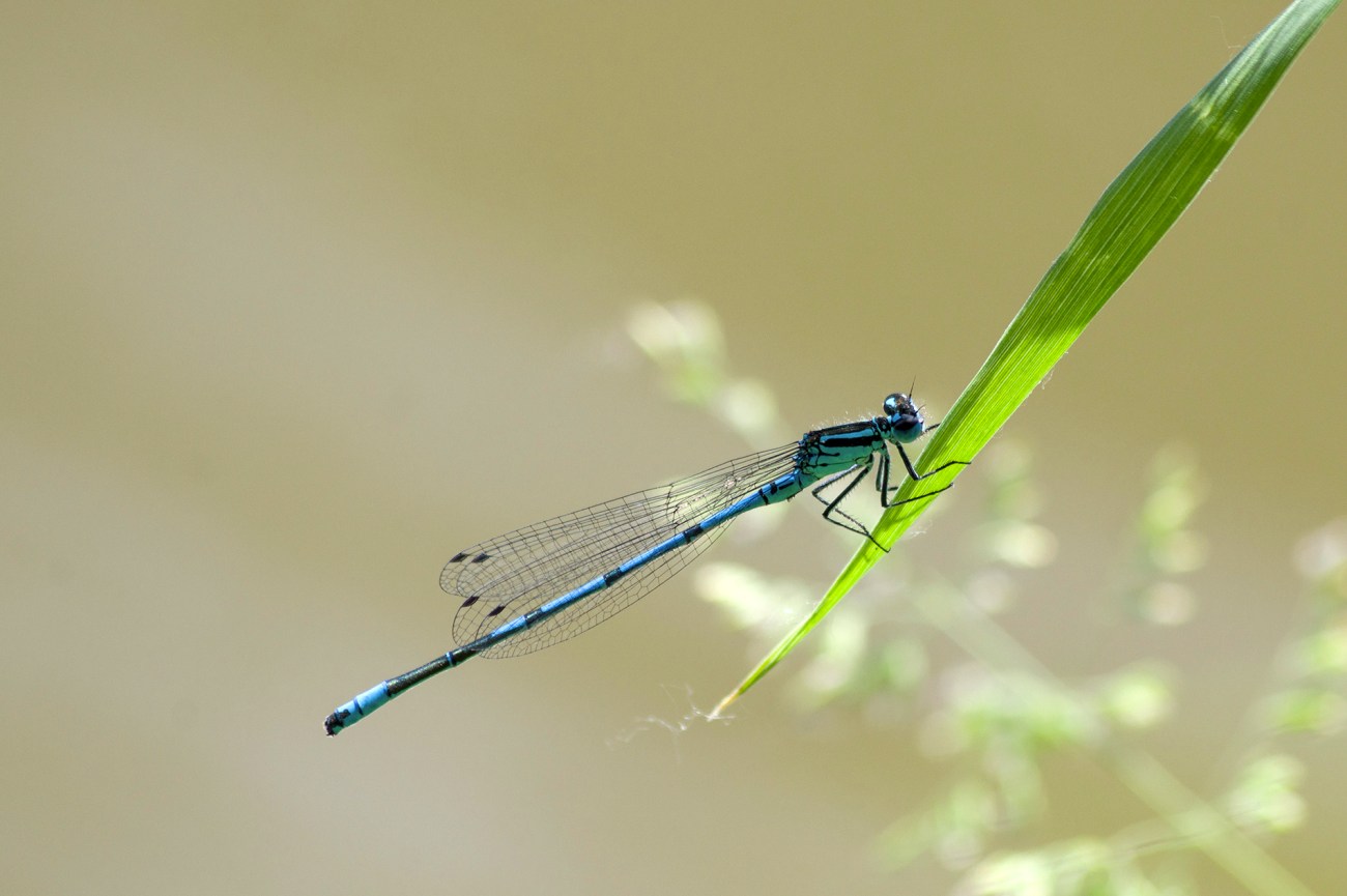 Pennipatte bleuâtre, libellule, insecte