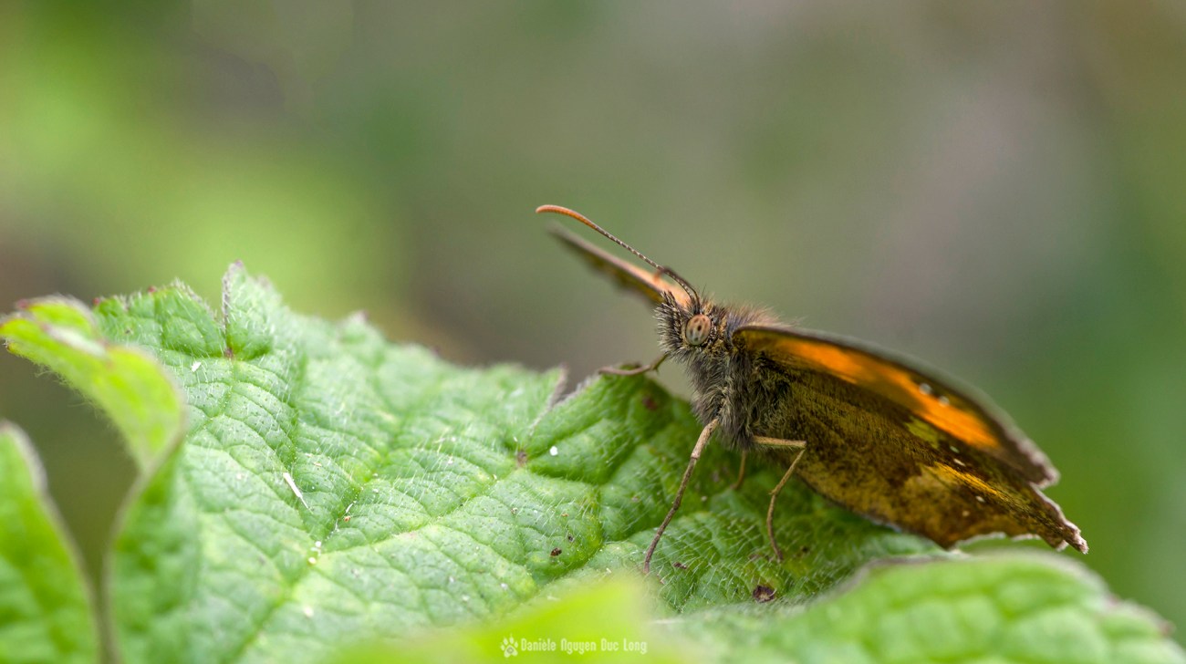 papillon, faune et flore, pentax K3