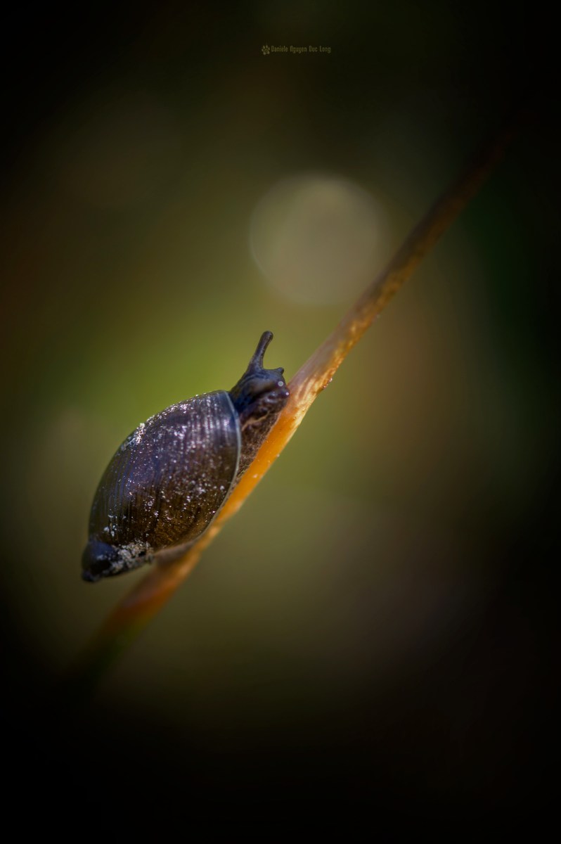 limné d'eau Marais Curnic, Guissény, Bretagne