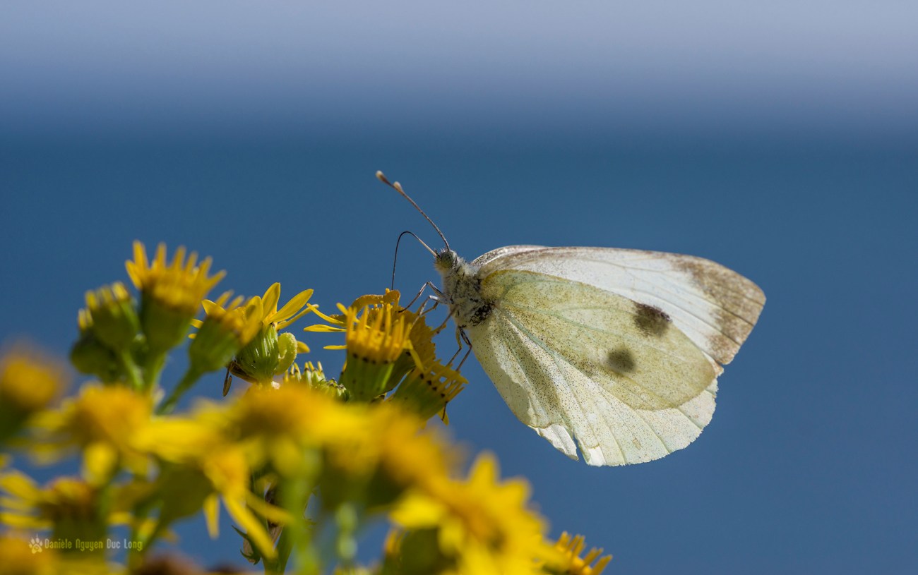 Piéride de chou - Pieris brassicae