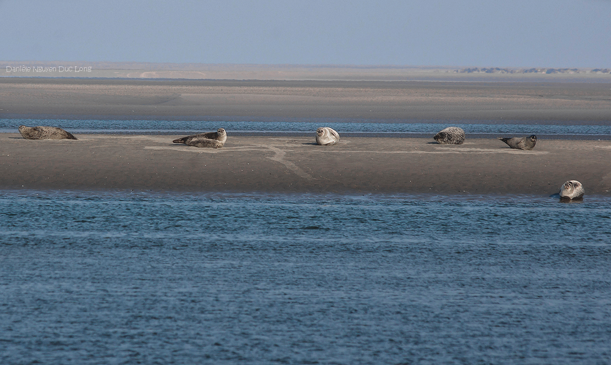 pointe du Hourdel, baie de Somme, Picardie, Hauts-de-France, phoques, 