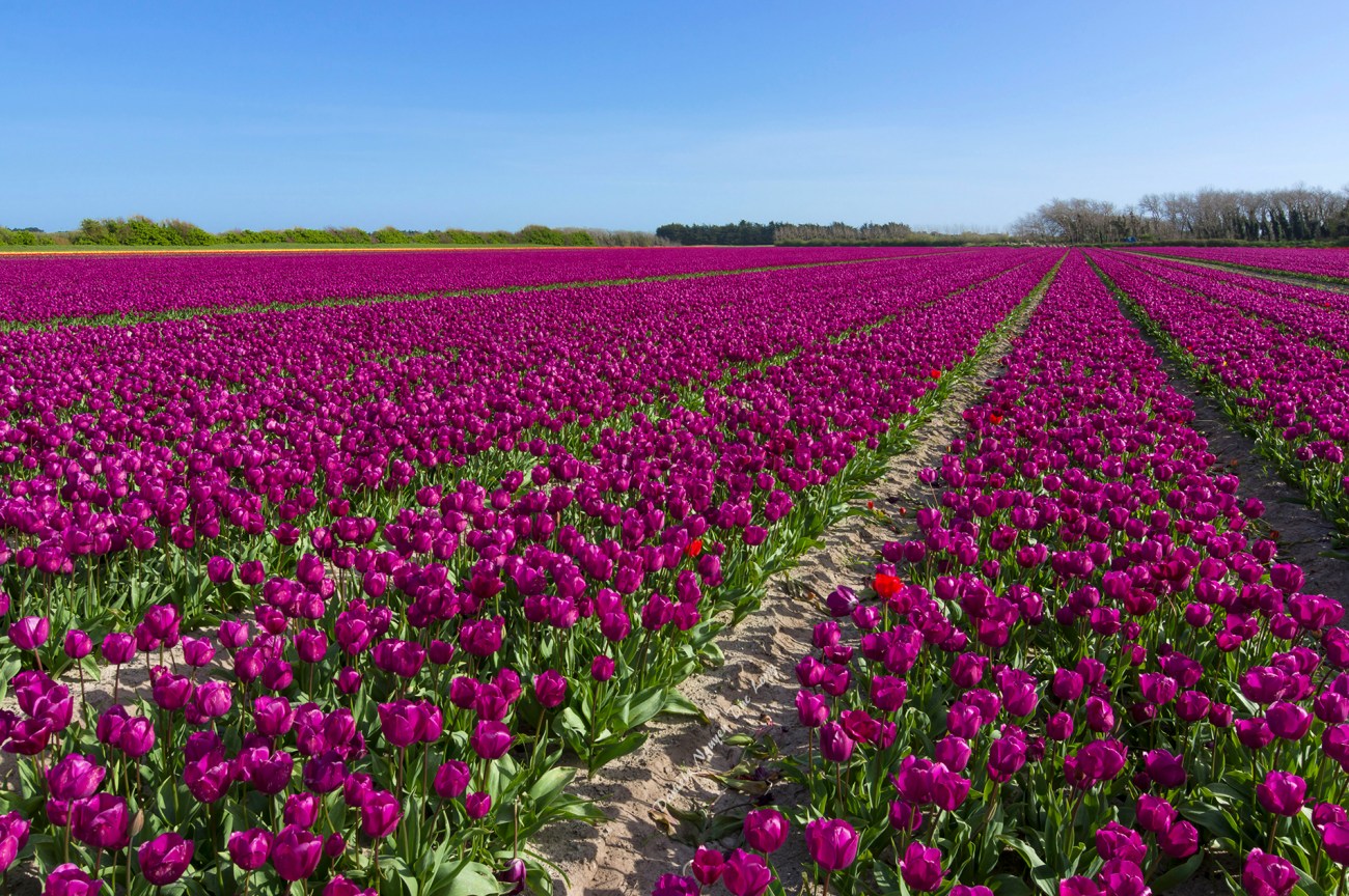 champs de tulipes à la Torche - Plomeur - Finistère - Bretagne