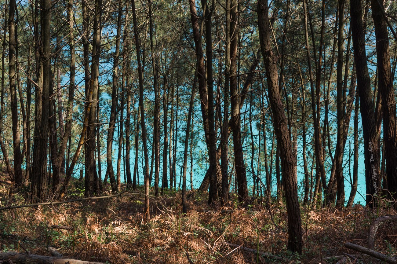 presqu'île de Crozon entre fort Kador et St-Hernot, Bretagne, Finistère, la mer à travers les pins presqu'île de Crozon entre fort Kador et St-Hernot, Bretagne, Finistère, la mer à travers les pins