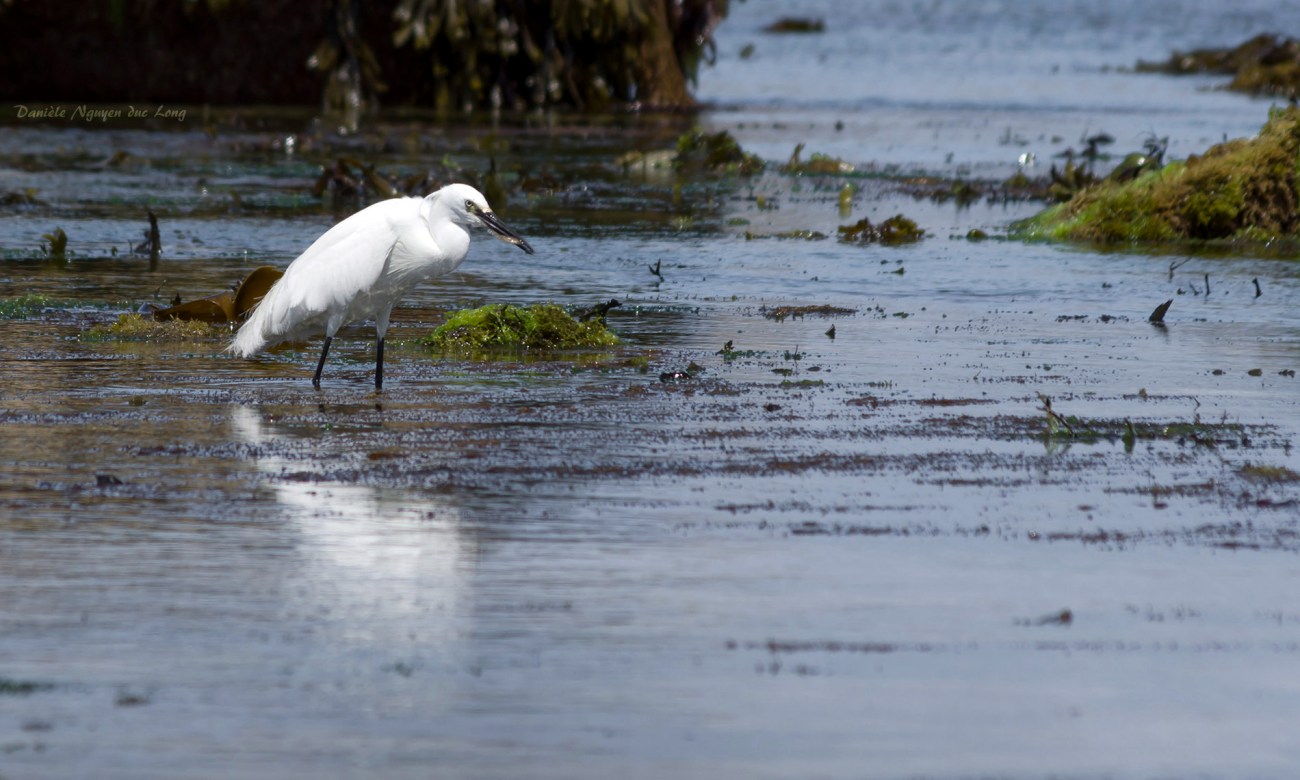 Aigrette garzette ,Egretta garzetta, bretagne, finistère