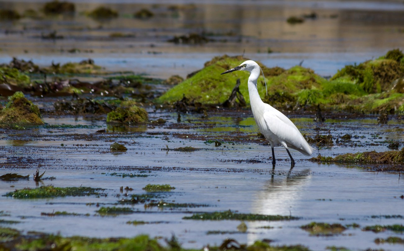 Aigrette garzette ,Egretta garzetta, bretagne, finistère
