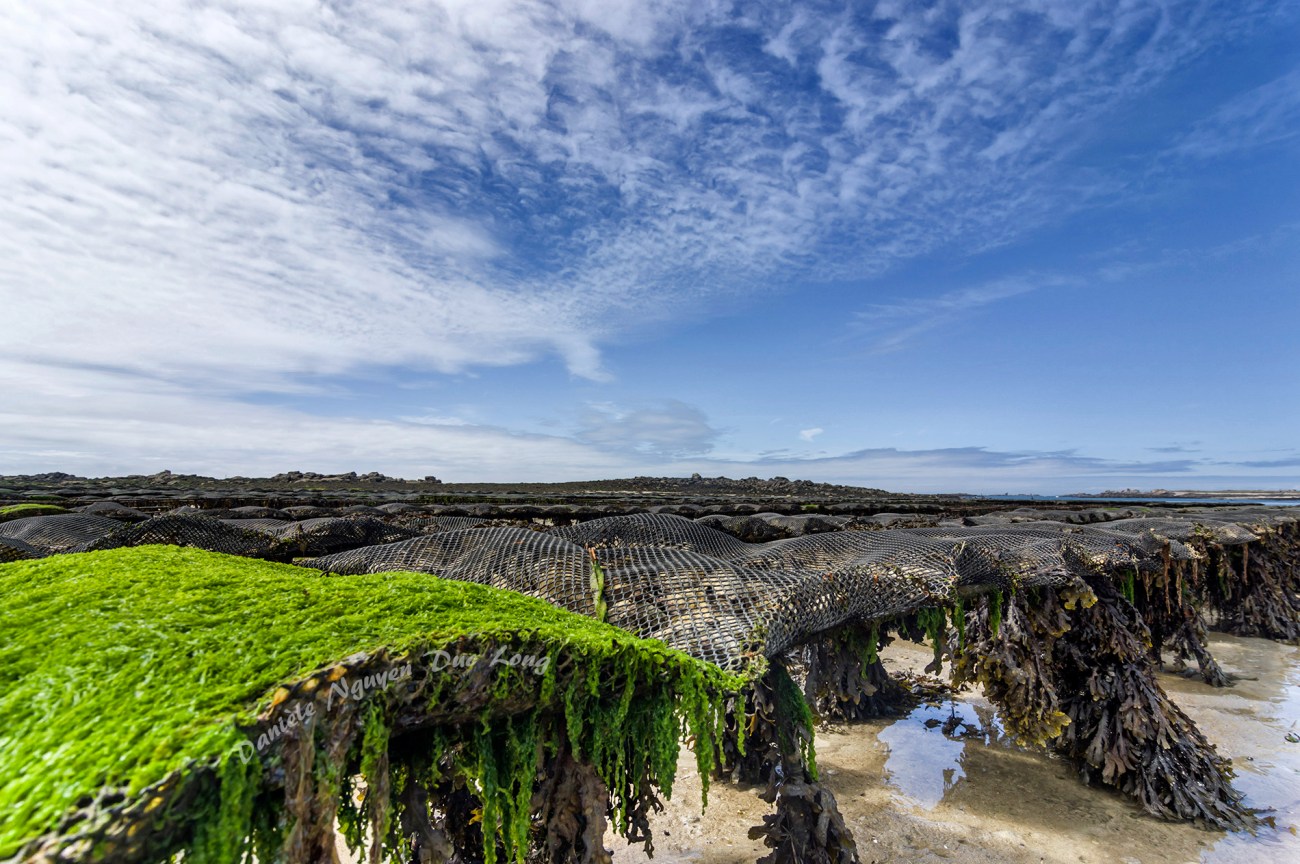 parc à huîtres de chez Legris,