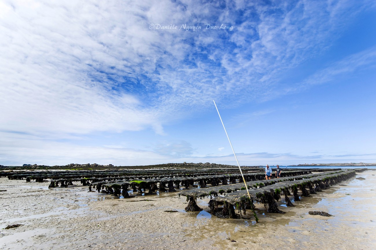 parc à huîtres de chez Legris, Lilia