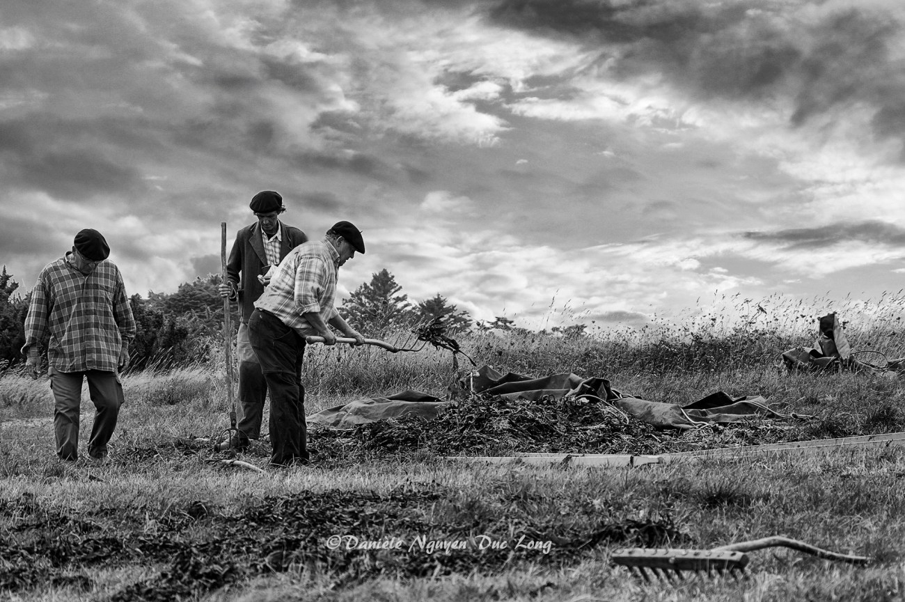 activité goémonières des années 1920-1950, fête des Goémoniers à Plouguerneau, Bretagne, Finistère
