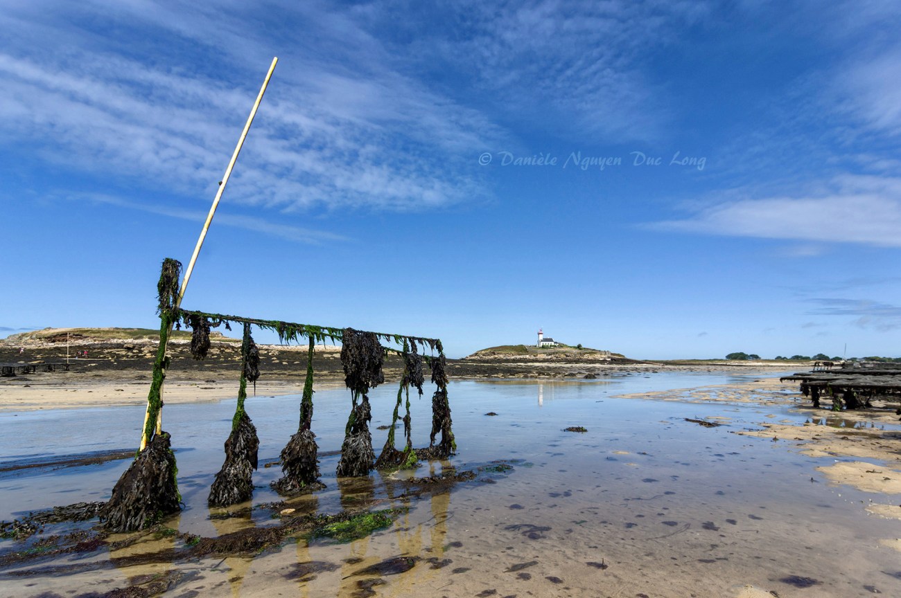 parc à huîtres de chez Legris, Lilia, phare de l'île Wrac'h