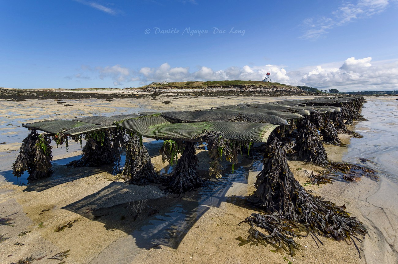 parc à huîtres de chez Legris,et phare de l'île Wrac'h