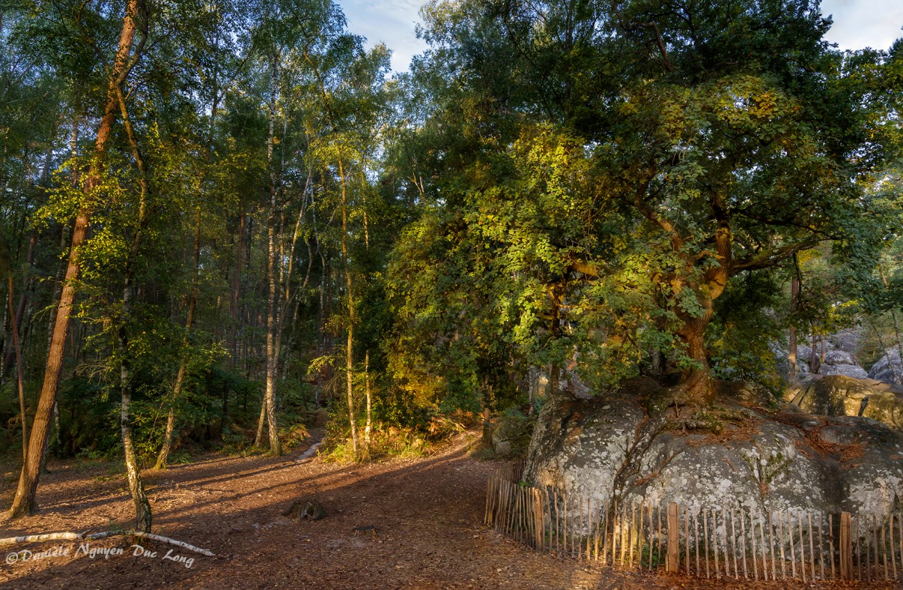 Chêne Bonzaï du Rocher Canon, forêt de Fontainebleau, 
