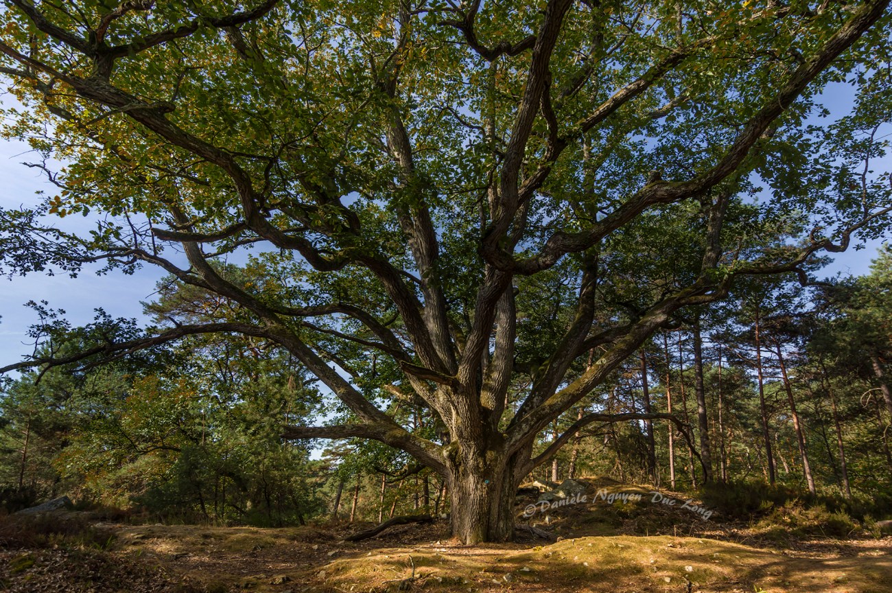 bouquet de la Reine Marie-Amélie, chêne, forêt de Fontainebleau