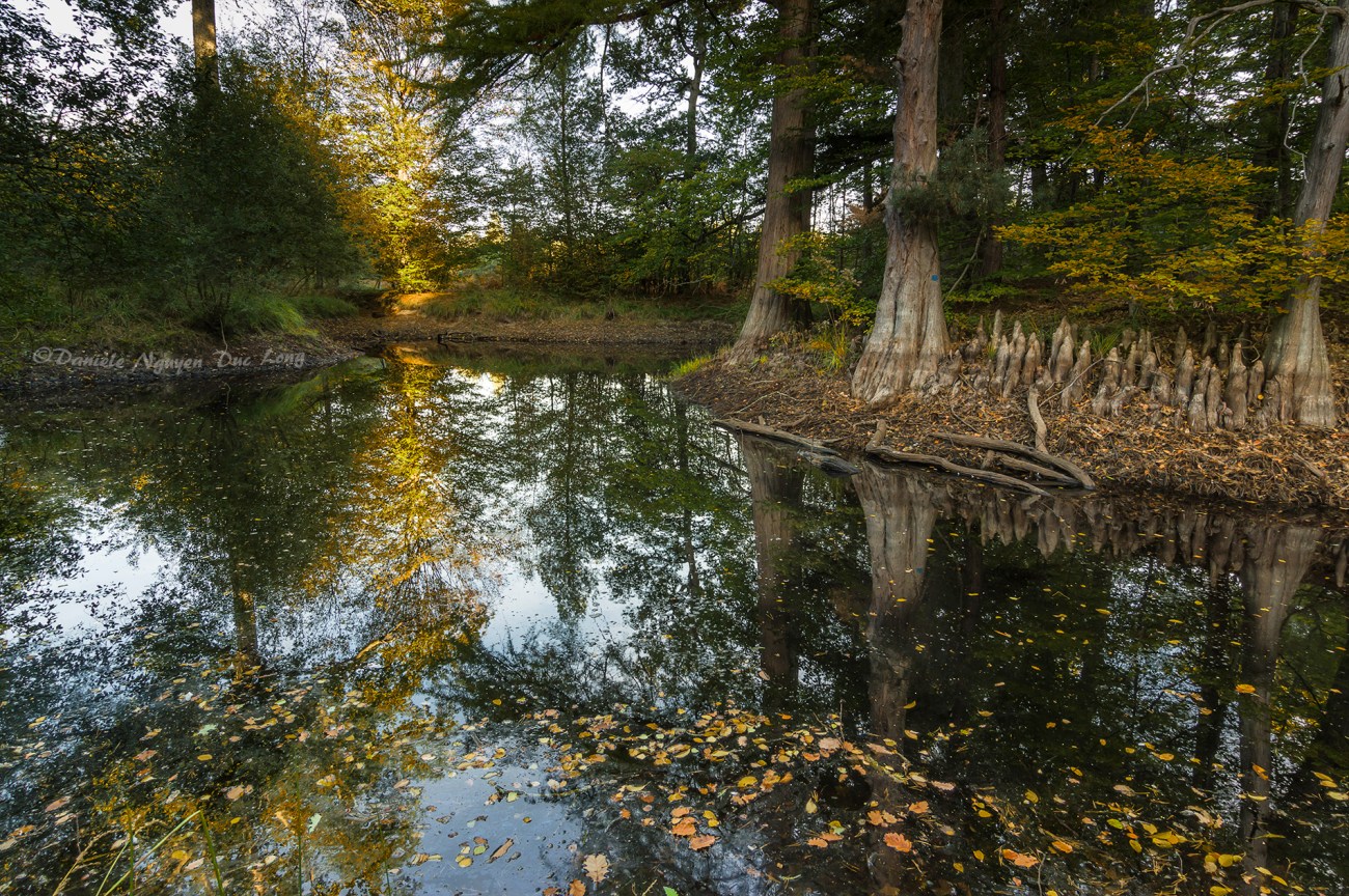 mare aux Cerfs, forêt de Fontainebleau, cyprès chauves