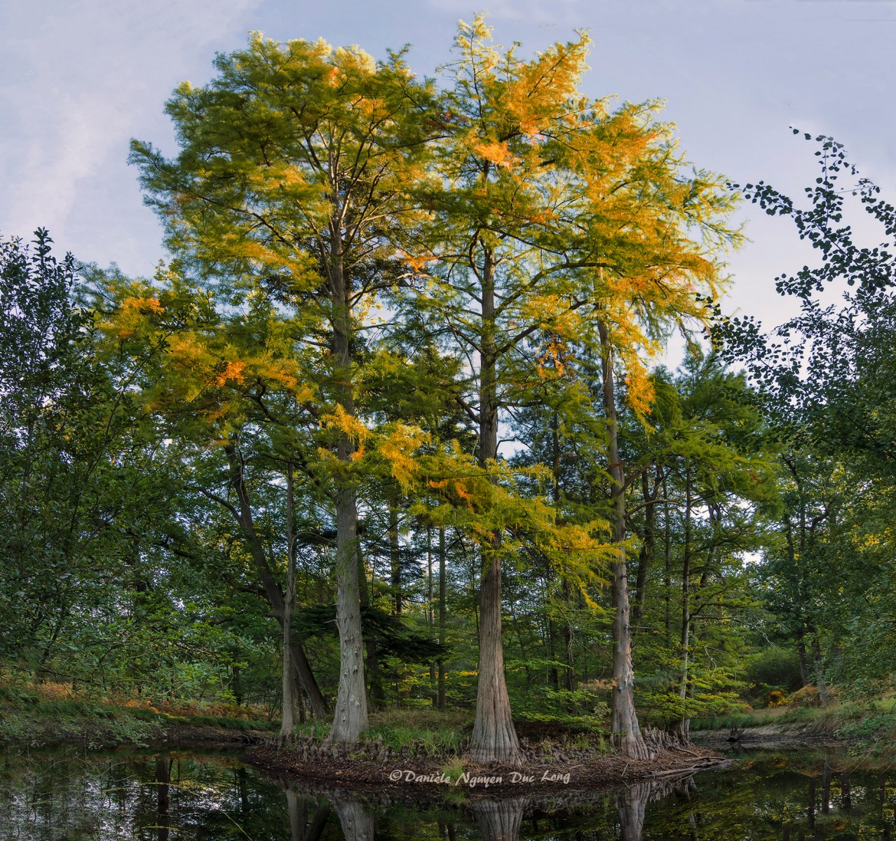 mare aux Cerfs, forêt de Fontainebleau, cyprès chauves